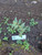 Patikan Kebo (euphorbia hirta) Dried, 360 Grams