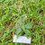 Sembung Kuwuk (Blumea lacera), 360 Grams