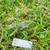 Sembung Kuwuk (Blumea lacera), 360 Grams