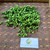 Leunca (Solanum nigrum) Black nightshade Dried, 200 Grams