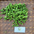 Leunca (Solanum nigrum) Black nightshade Dried, 200 Grams
