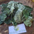 Sirih Tanah ( Piper Sarmentosum ) Wild Betel, 90 Grams