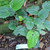 Sirih Tanah ( Piper Sarmentosum ) Wild Betel, 360 Grams