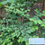 Bidara ( Ziziphus Mauritiana ) Indian Jujube, 30 Gram