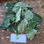 Sirih Tanah ( Piper Sarmentosum ) Wild Betel, 600 Grams