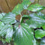 Sirih Tanah ( Piper Sarmentosum ) Wild Betel, 600 Grams