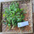 Sawi Tanah (Rorippa indica) Indian Yellow Cress, 30 Grams