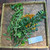 Sinyo Nakal ( Duranta erecta ) Golden Dewdrop, 30 Grams
