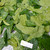 Daun Kopi - Coffee Leaves, 30 Gram