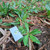 Walangan (Eryngium foetidum) Culantro, 30 Grams