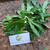 Walangan (Eryngium foetidum) Culantro, 30 Grams