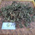 Berlangkas (Polyscias fruticosa) Ming Aralia, 30 Grams