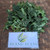 Tree Spinach (Cnidoscolus aconitifolius) Chaya, 30 Grams