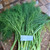 Adas (Foeniculum vulgare) Fennel, 30 Grams