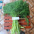 Adas (Foeniculum vulgare) Fennel, 30 Grams