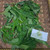 Kipahit (Tithonia diversifolia) Mexican Sunflower, 30 Grams