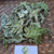 Kipahit (Tithonia diversifolia) Mexican Sunflower, 30 Grams