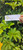 Dwarf Umbrella tree (Heptapleurum arboricola), 30 Grams