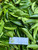 Mahkota Dewa (Phaleria macrocarpa) God's Crown, 30 Grams