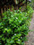 Melati (Jasminum) Jasmine, 30 Grams