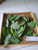 Jambu Biji (Psidium guajava) Guava, 30 Grams