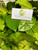 Melinjo (Gnetum gnemon) Spanish Joint Fir, 30 Grams