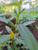 Lakum Air ( Ludwigia Octovalvis ) Mexican primrose-willow, 30 Grams
