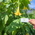 Angel's Trumpet Flower (Brugmansia suaveolens), 30 Grams