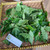 Knobweed (Hyptis capitata), 30 Grams