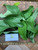 Srikaya (Annona squamosa) Sugar apple, 30 Grams