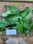 Srikaya (Annona squamosa) Sugar apple, 30 Grams