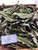 Srikaya (Annona squamosa) Sugar apple, 30 Grams