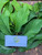 Srikaya (Annona squamosa) Sugar apple, 30 Grams