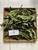 Srikaya (Annona squamosa) Sugar apple, 30 Grams