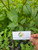 Ajeran (Bidens pilosa), 30 Grams