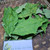 Kastuba (Euphorbia pulcherrima) Poinsettia, 30 Grams