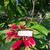 Kastuba (Euphorbia pulcherrima) Poinsettia, 30 Grams