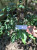 Salam (Syzygium polyanthum) Indonesian Bay leaf, 30 Grams