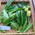 Pace Mengkudu (Morinda citrifolia) Indian Mulberry, 30 Grams