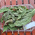Pace Mengkudu (Morinda citrifolia) Indian Mulberry, 30 Grams