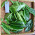 Pace Mengkudu (Morinda citrifolia) Indian Mulberry, 30 Grams