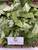 Widuri (Calotropis gigantea), 30 Grams