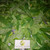 Widuri (Calotropis gigantea), 30 Grams