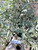 Gandarusa - Justicia Gendarussa, 30 Grams