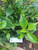 Keji Beling (Strobilanthes crispa), 30 Grams
