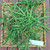 Bambu Bamboo Dried, 30 Grams