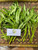 Kangkung (Ipomoea aquatica) Water Spinach, 30 Grams