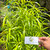 Zodia (Evodia suaveolens) lacy lady aralia, 30 Grams