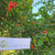 Bugenvil - Bougainvillea - Paper Flower, 30 Grams