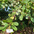Jambu Mete (Anacardium occidentale) Cashew, 30 Grams